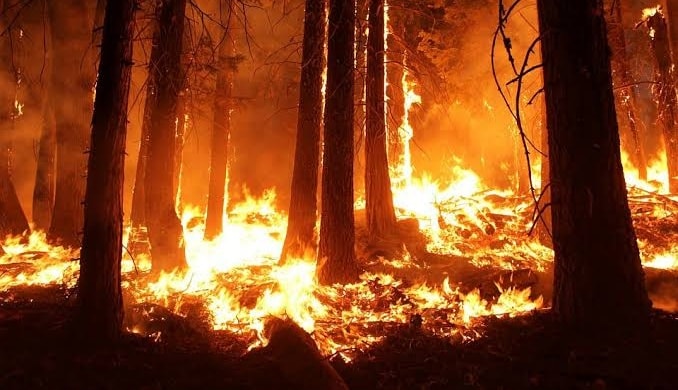 Kalimantan yang Belum Padam