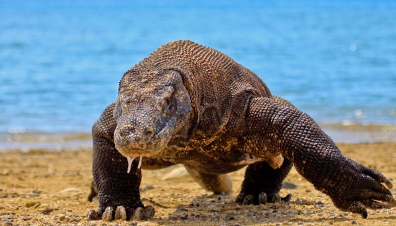 Komodo dan Bisanya yang Mematikan