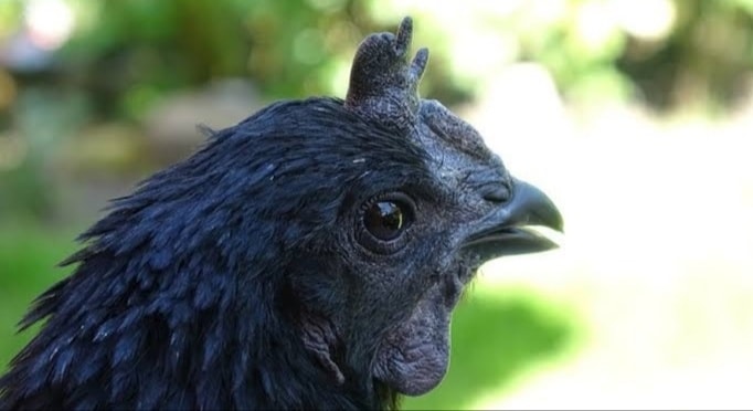 Mengapa Ayam Cemani Bisa Berwarna Hitam?