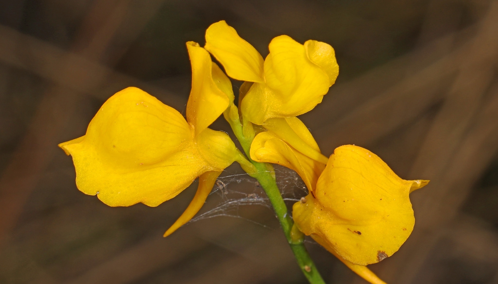 Utricularia Si Karnivora yang Lebih Kuat dari Pesawat