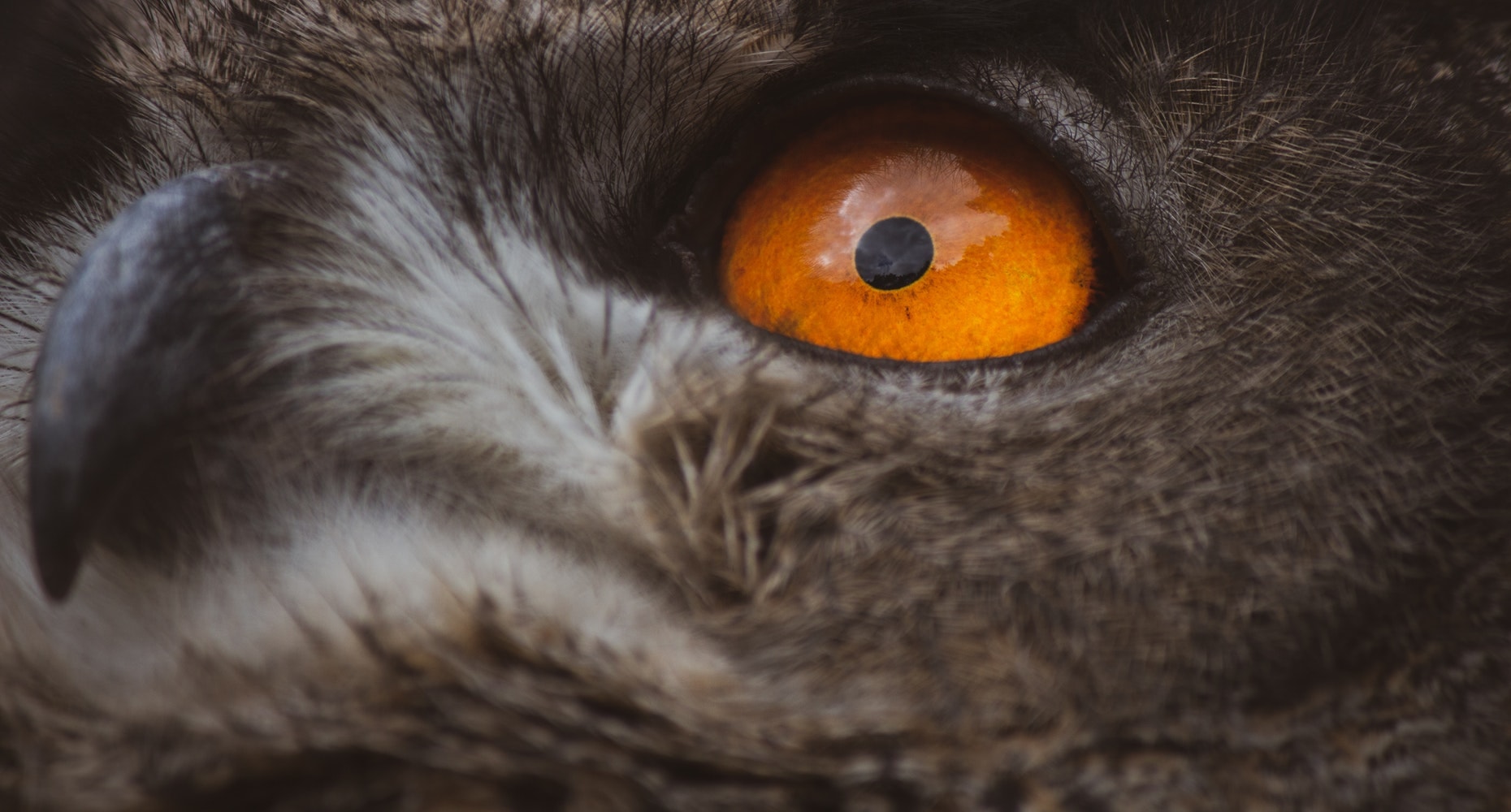 Mereka Berkedip tapi Tak Terpejam