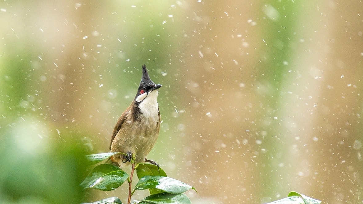 Kemana Burung Saat Hujan?
