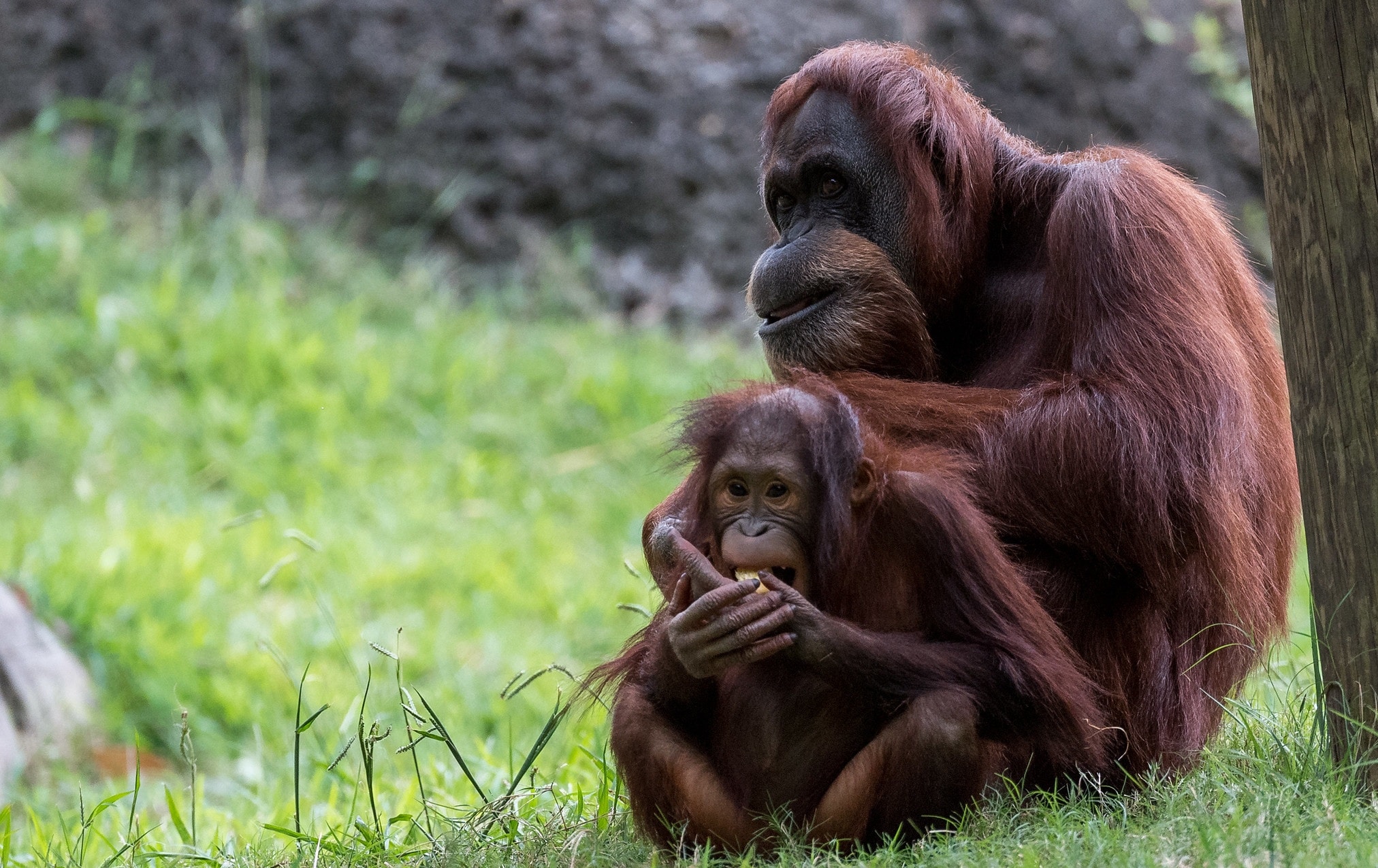 Menggaruk Jadi Cara Orangutan Memanggil Anaknya
