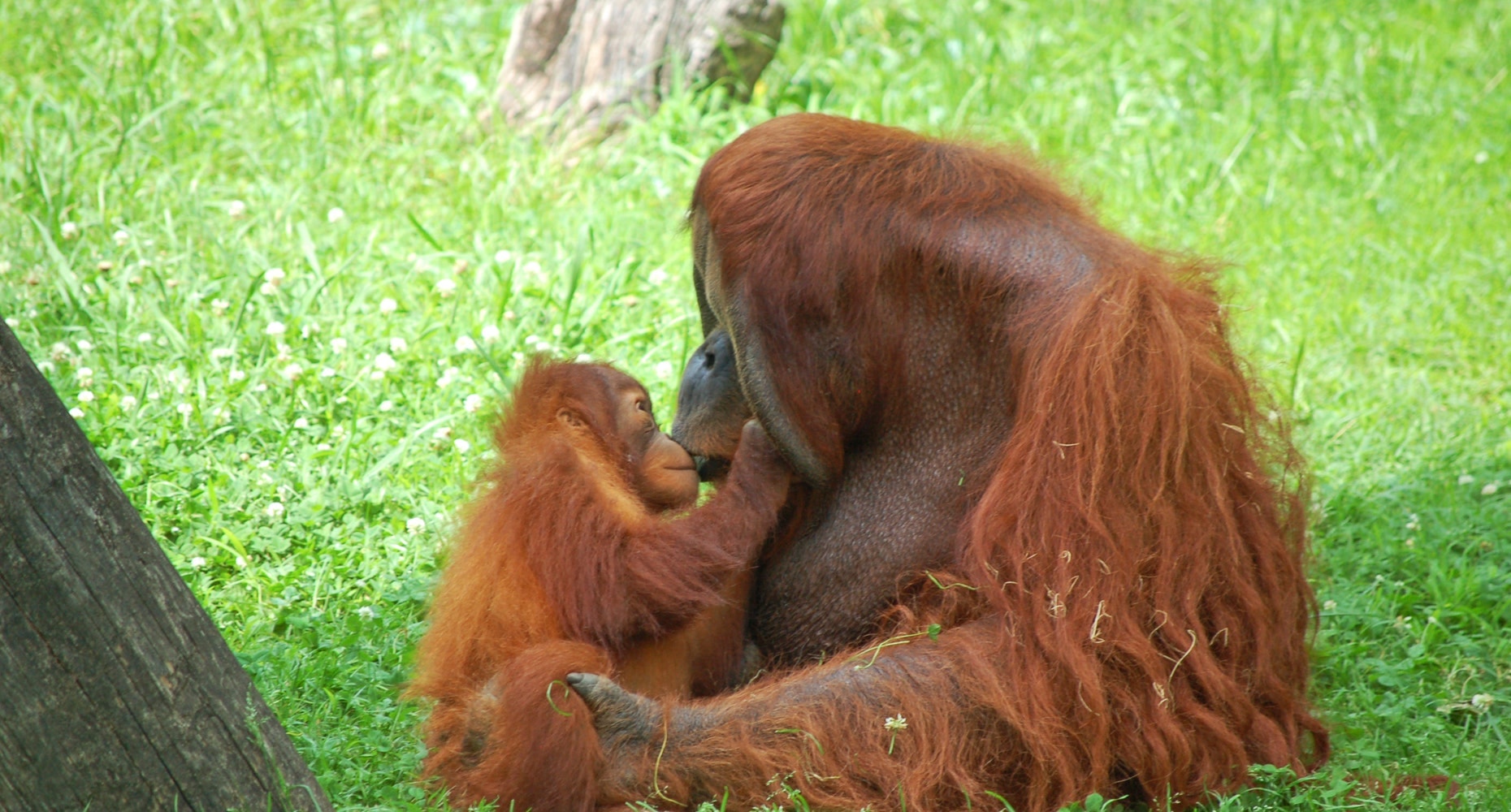 Kasih Sayang Ibu Orangutan