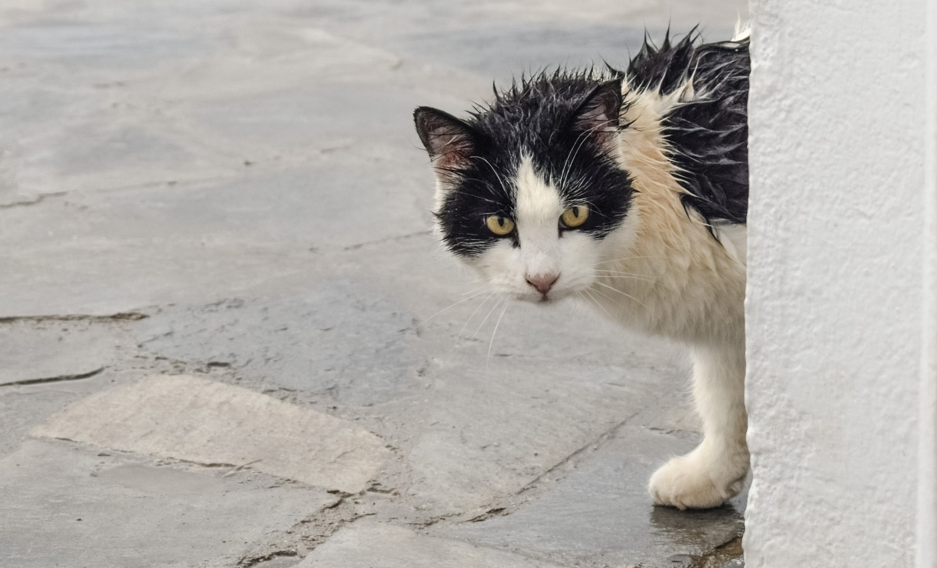 Mengapa Kucing Benci Air?