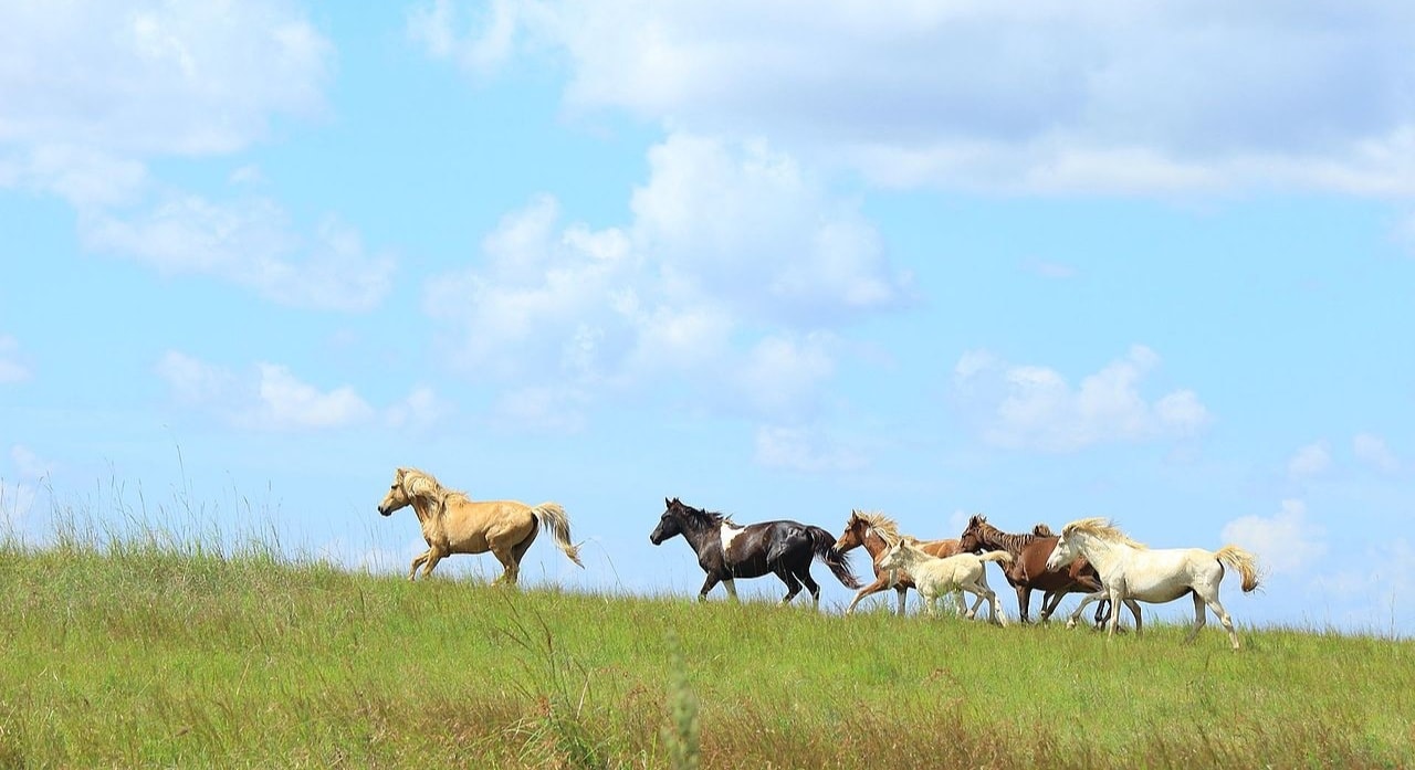 Kuda Sumba, Kuda Pacu Asli Indonesia
