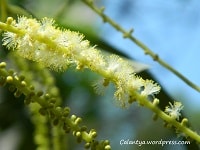 Bunga Akasia (Acacia concurrens)
