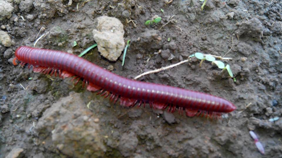 Kaki Seribu “mini” (millipedes)