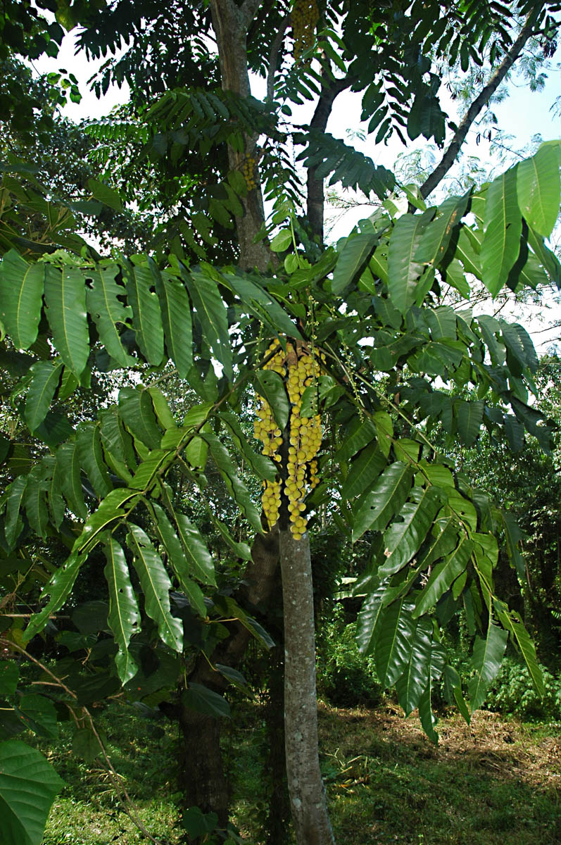 Majegau