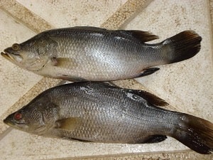 Kakap Putih