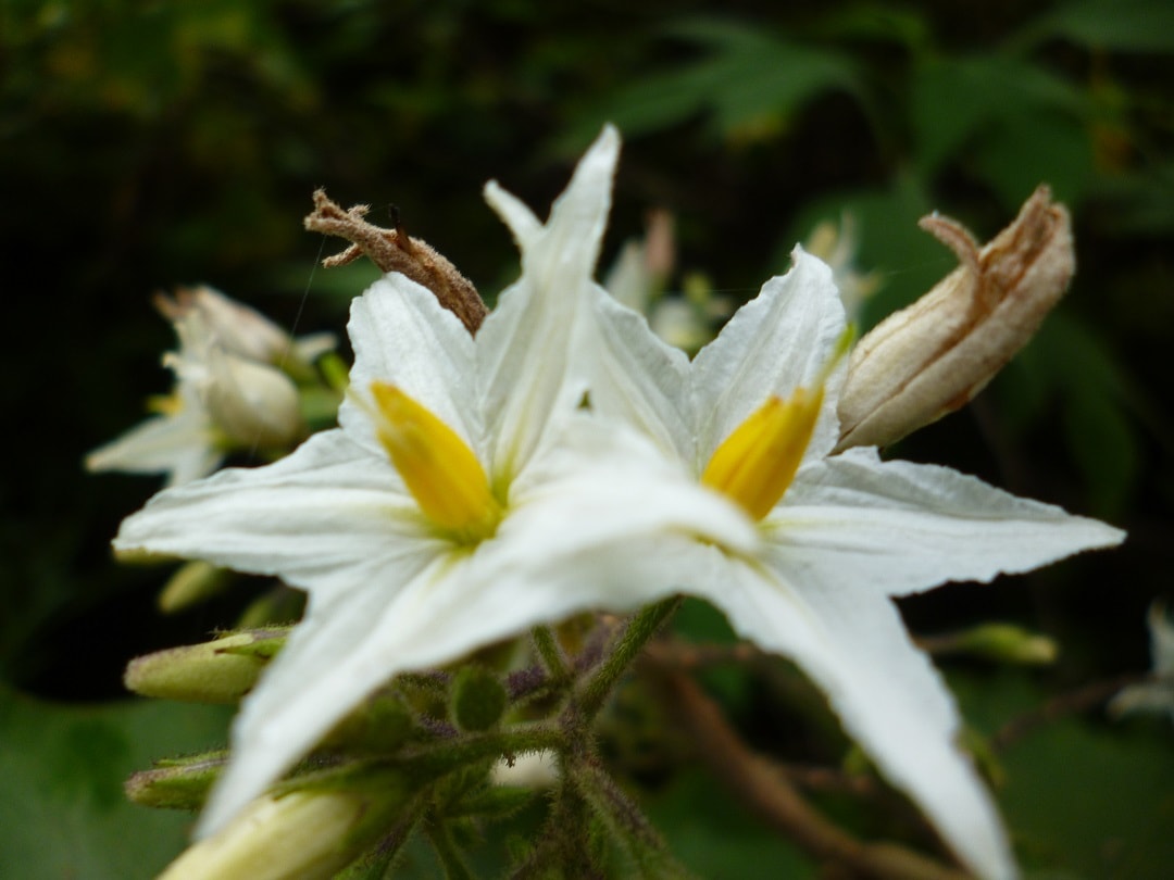 bunga terong pokak (Solanum torvum)