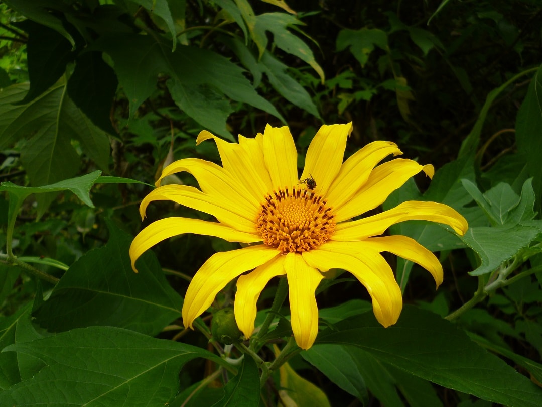 Bunga paitan (Tithonia diversifolia)