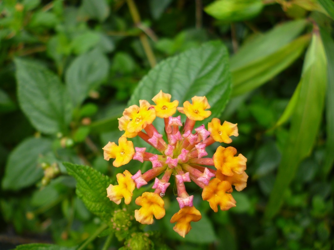 Bunga telek (Lantana camara) di coban Rais Malang