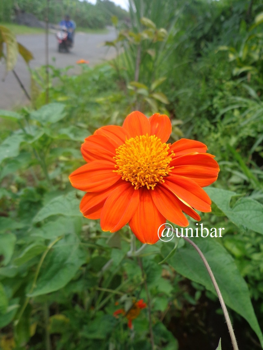 Bunga Mexican Sunflower (Tithonia rotundifolia)