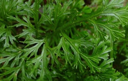 cakar ayam ( Selaginella doederleinii Hieron )