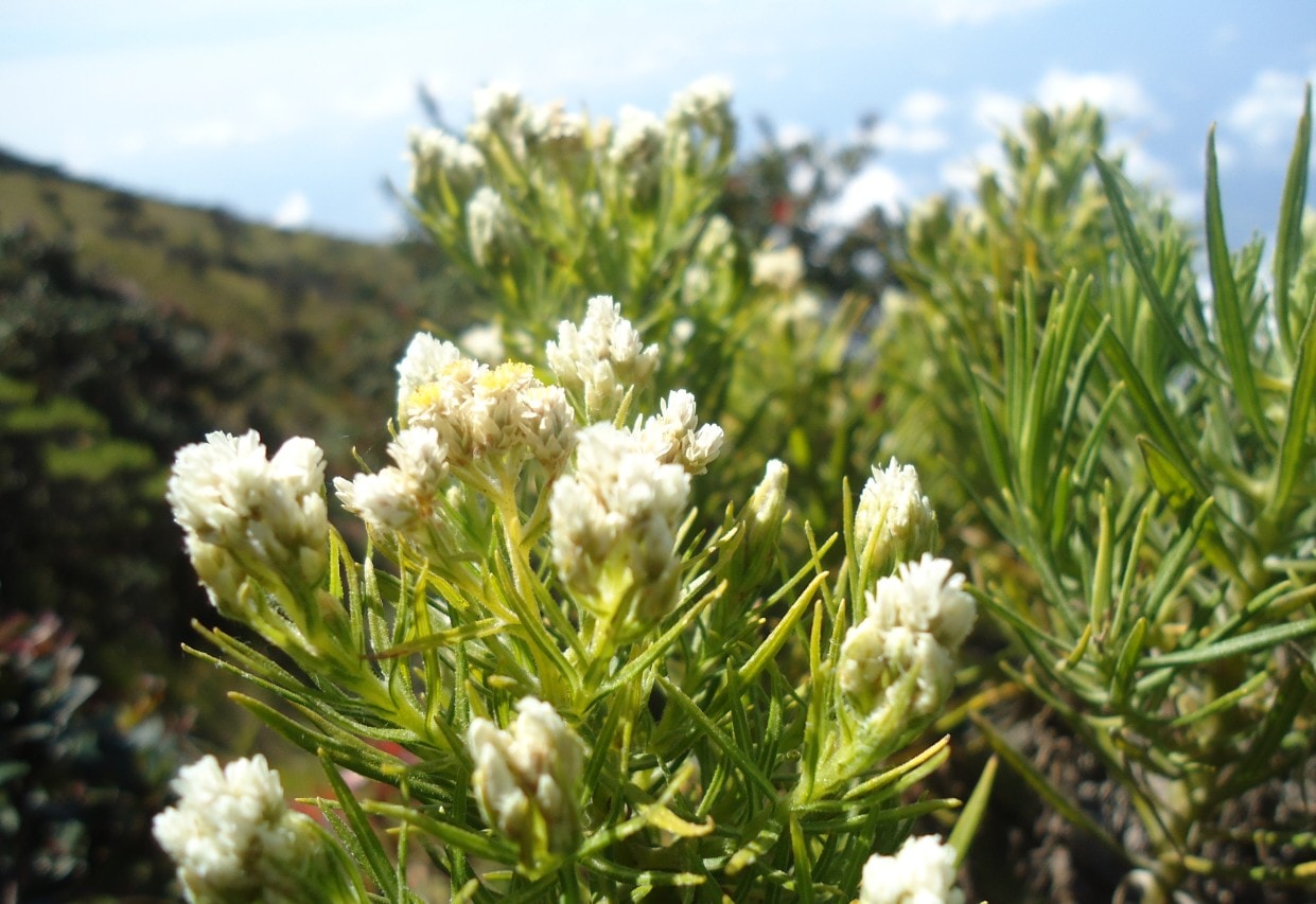 Edelweis anaphalis javanica / javanese edelweiss