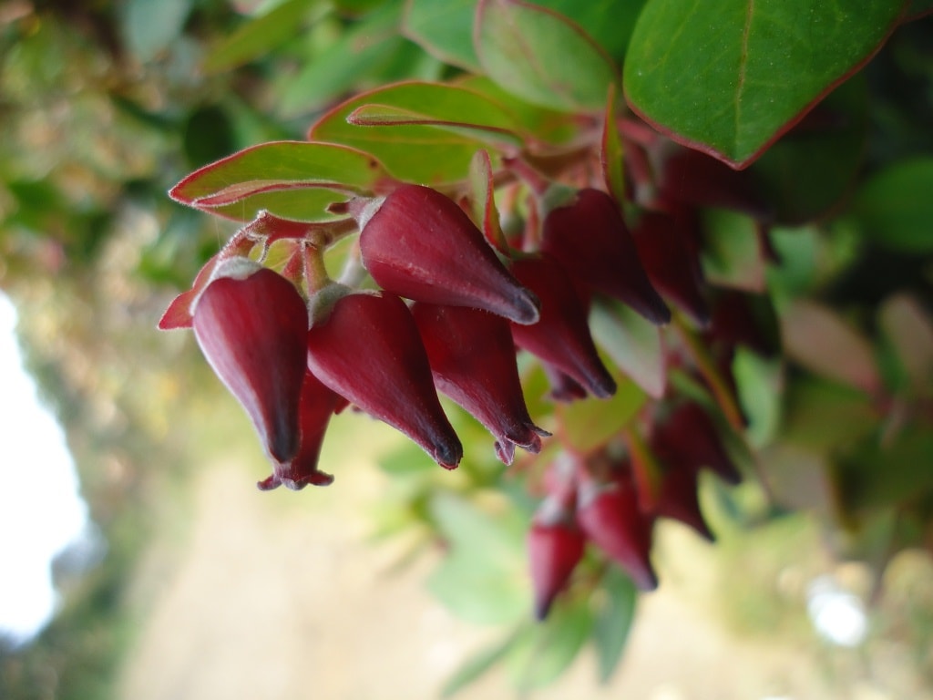 Cantigi (Vaccinium varingiaefolium)