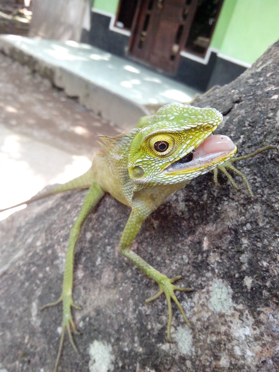 bunglon jawa (Bronchocela jubata)