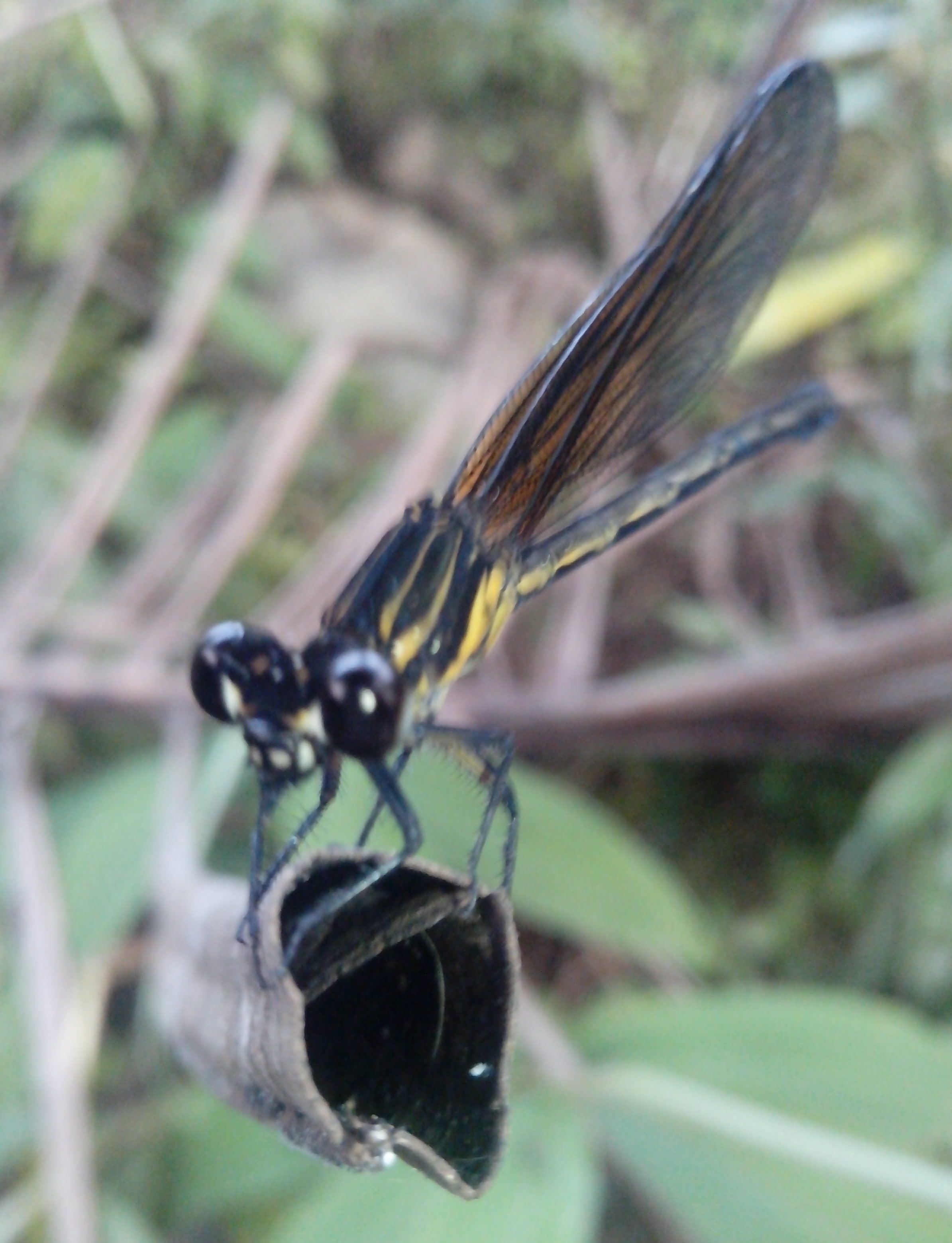 CAPUNG JARUM (subordo Zygoptera)