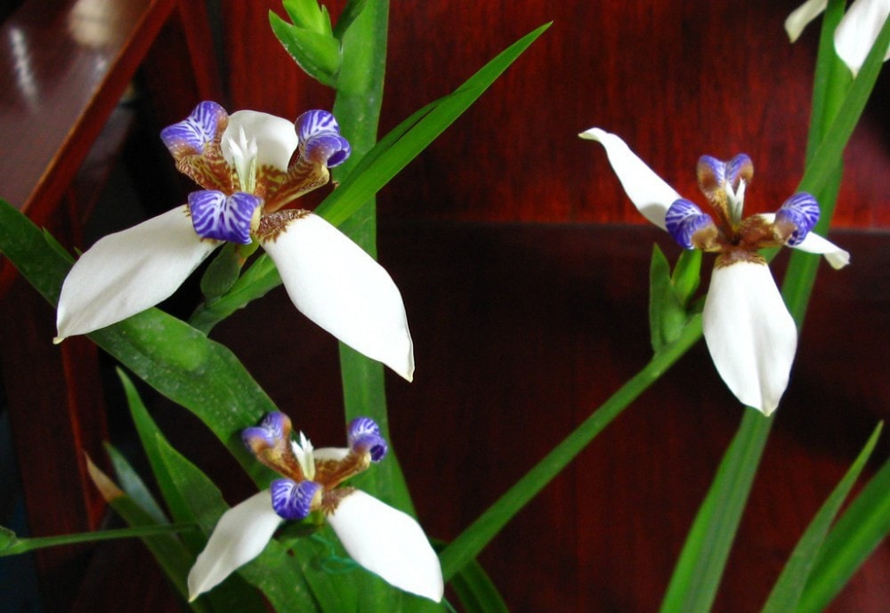 PEMANFAATAN TUMBUHAN IRIS AIR (Neomarica gracillis) SEBAGAI AGEN BIOREMEDIASI AIR LIMBAH RUMAH TANGGA