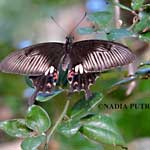 Papilio helenus atau Kupu-kupu Pastur
