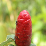 Simbiosis