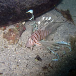 Underwater Indonesia