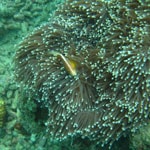 Underwater Indonesia