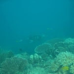 Underwater Indonesia