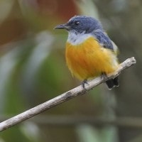 Cabai Bunga Api