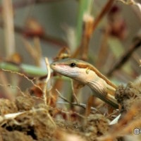 kadal rumput