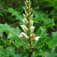 Jeruju / Acanthus ebracteatus