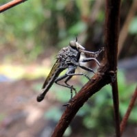 lalat pembunuh / robber fly