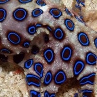 Gurita Cincin biru