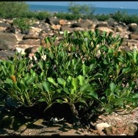 Aegialitis annulata