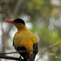 kepudang kuduk hitam
