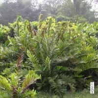 Paku laut / Amyema mackayense