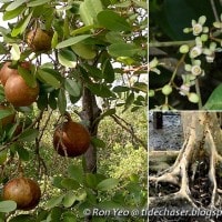 Nyiri / Xylocarpus granatum