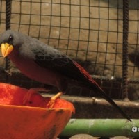 Jalak tungir merah
