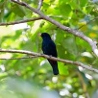 Kepudang Hitam