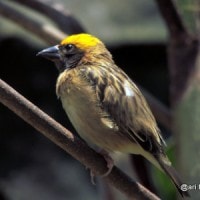 manyar jambul kuning