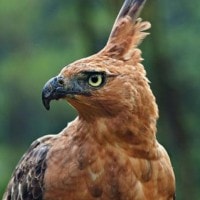 Elang Jawa Adalah Garuda