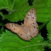 Junonia atlites