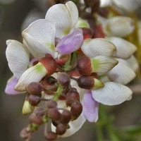 Malapari / Pogamia pinnata
