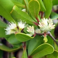 Kayu semilit / Osbornia octodonta