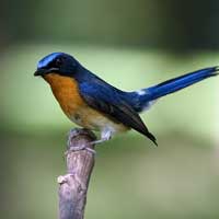 Sikatan Cacing (Cyornis banyumas)