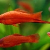 Ikan ekor pedang