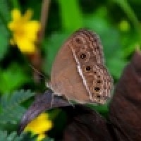 Mycalesis perseus