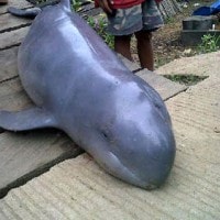 Pesut mahakam / Orcaella brevirostris