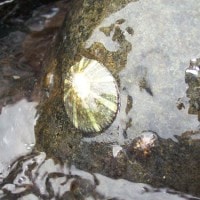 Kerang Gepeng Lemukutan